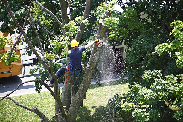 Reliable Waikoloa Village, HI Tree Care Solutions