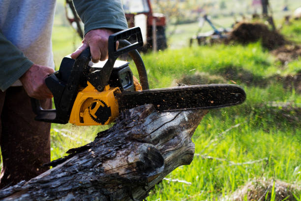 Best Tree Mulching  in Waikoloa Village, HI