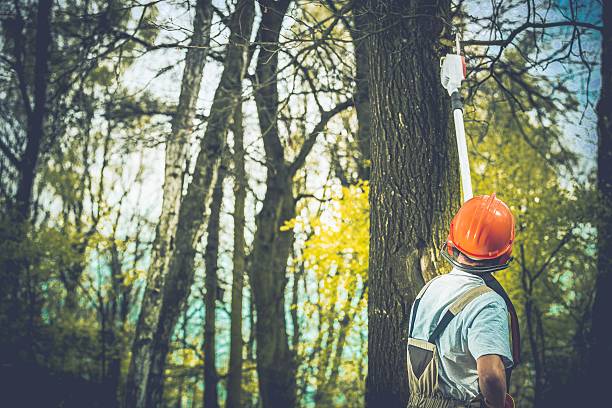 Best Fruit Tree Pruning  in Waikoloa Village, HI